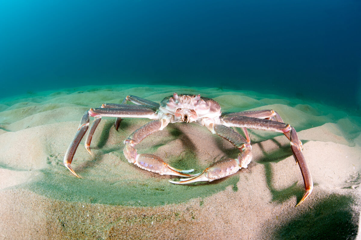 Effects of Lost Fishing Gear on Red King Crab in Womens Bay, Kodiak, Alaska