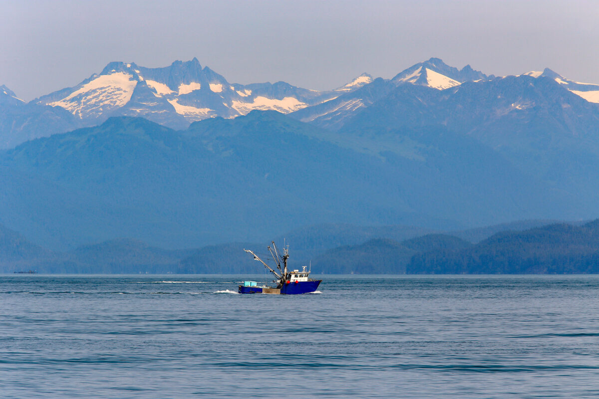 Snow crab prices increase after two weeks of harvest.