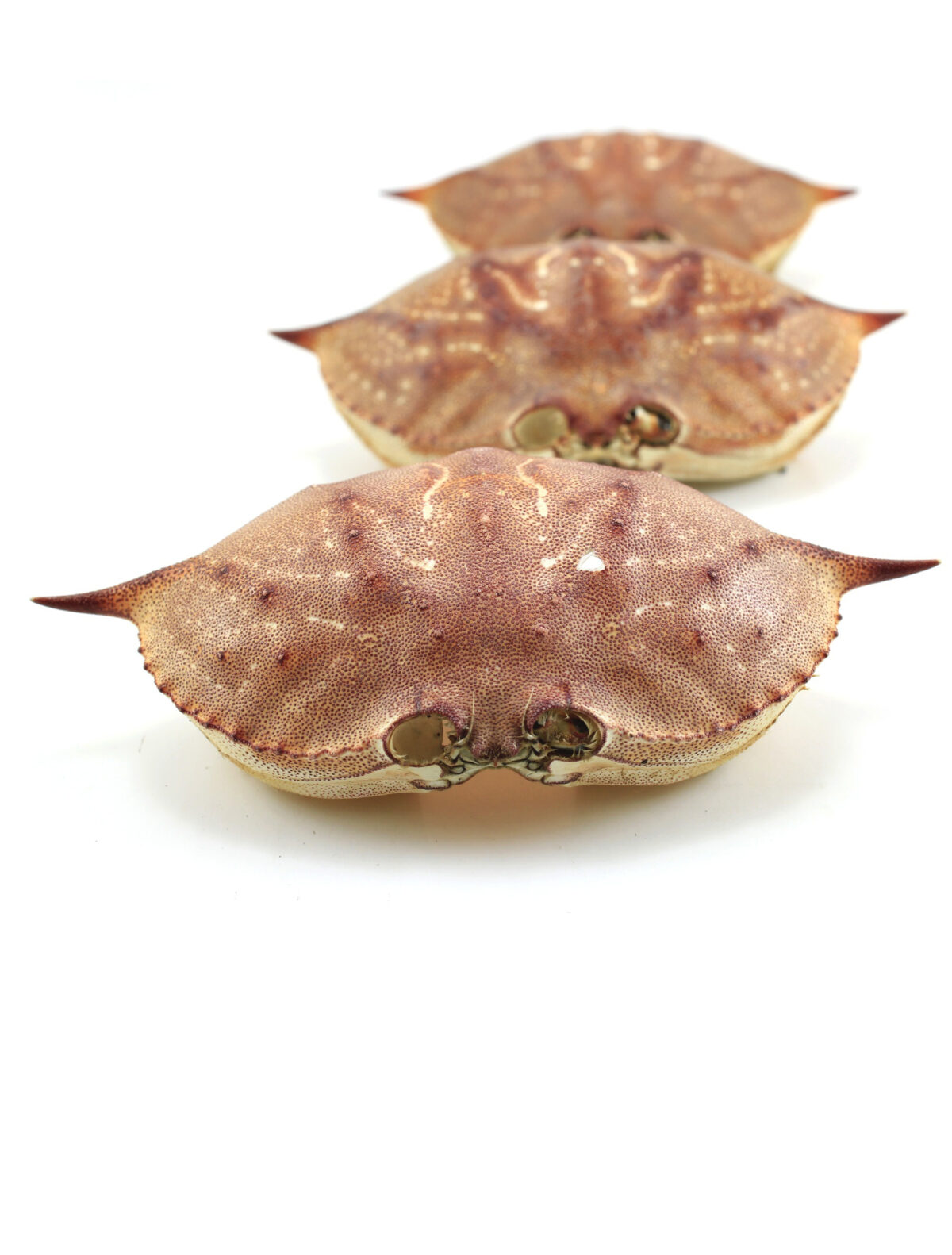 Could Crab Shells Hold the Solution to Zinc Batteries