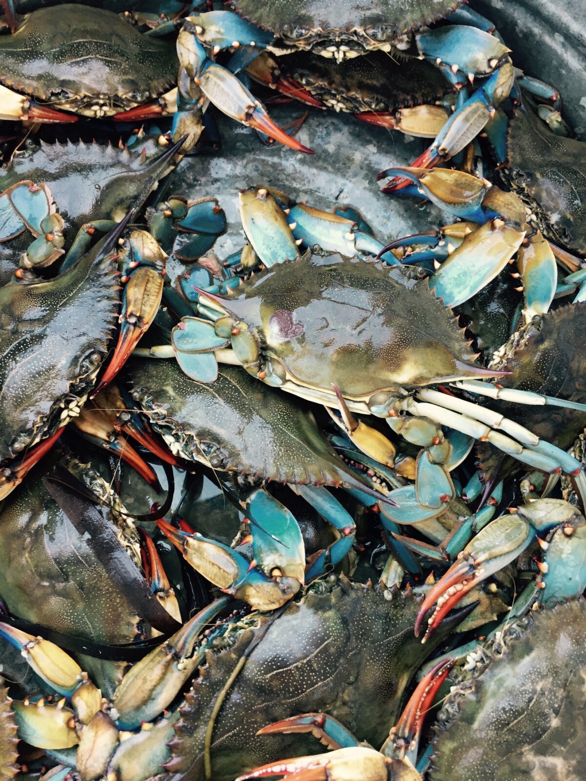 Italy allocates €2.9 million to deal with Blue Crab overpopulation.