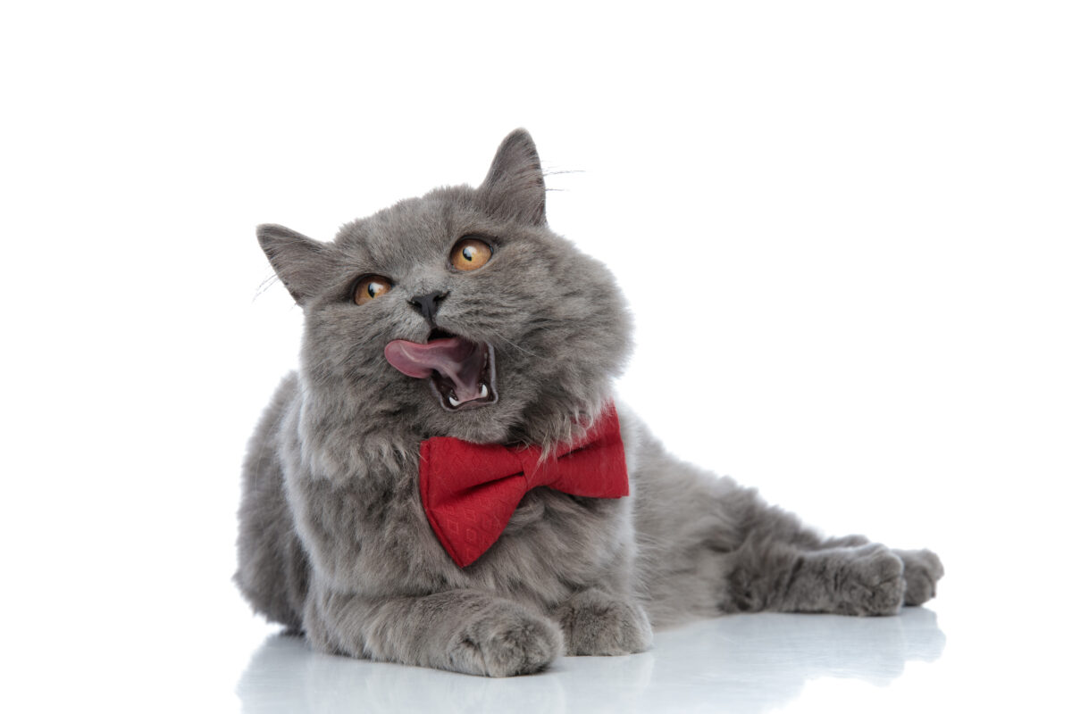 Why do cats like tuna?