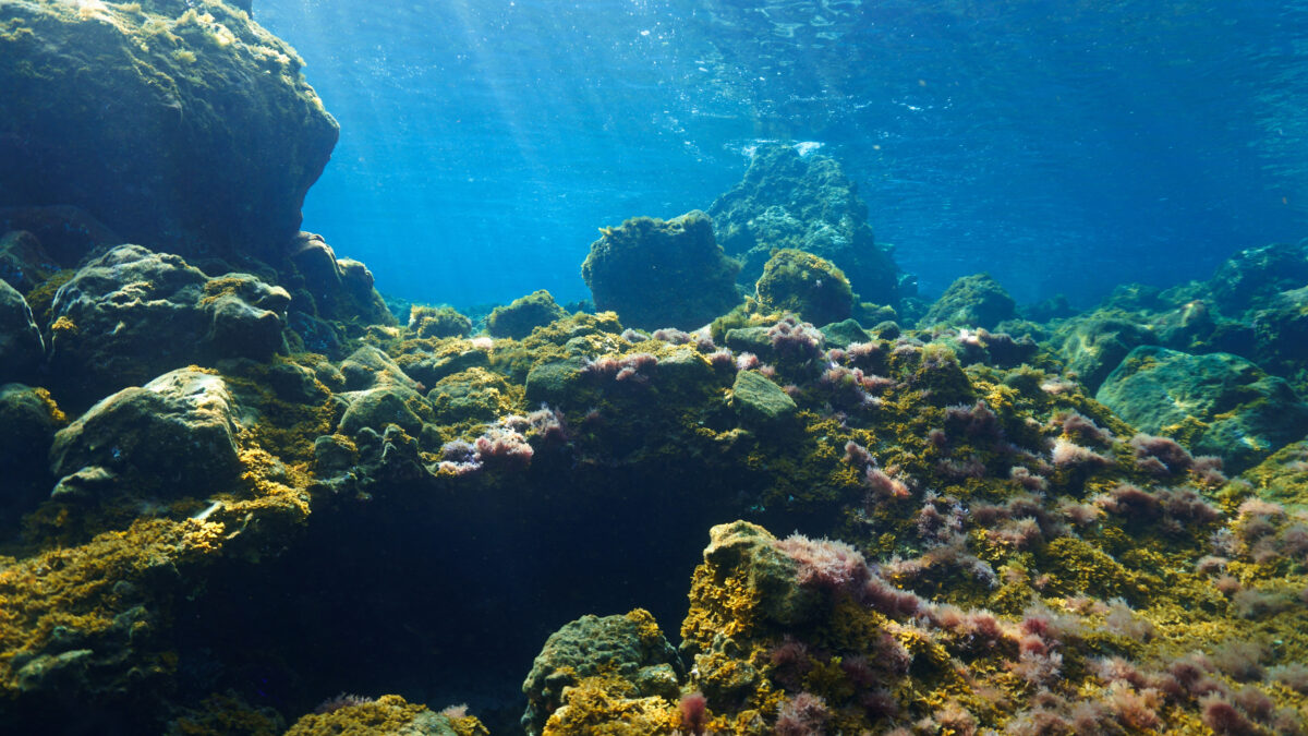 Crab-tivating Conservation: How Crabs Hold the Key to Restoring Florida’s Precious Reef Ecosystem