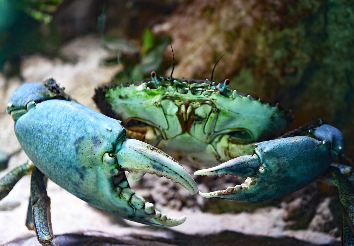 Contrasting Blue Crab Populations: The Carolinas vs. the Mediterranean